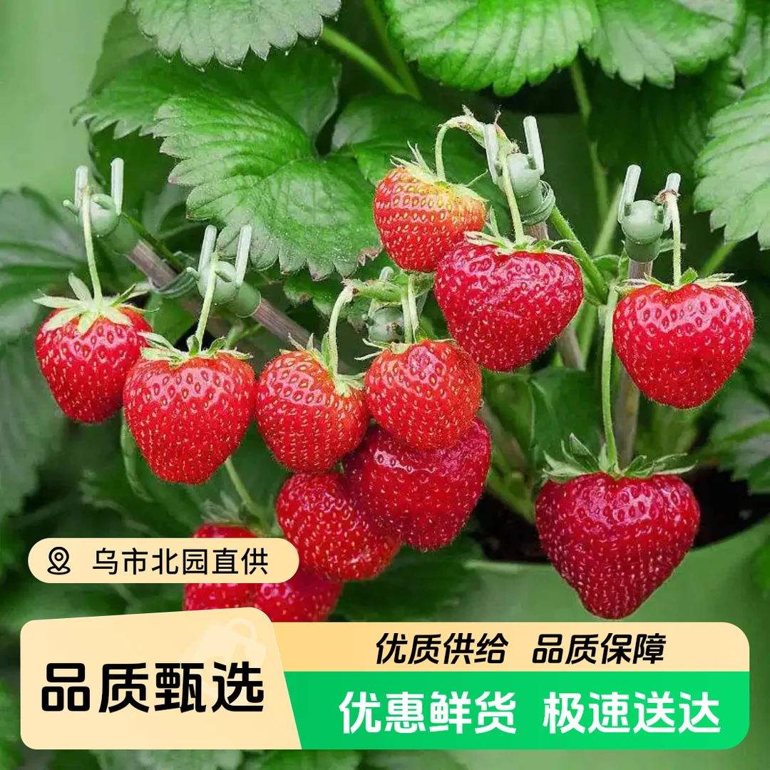 红颜丹东99红颜草莓1公斤毛重到手2盒新鲜草莓