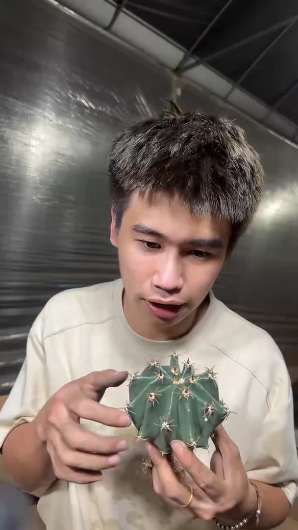 短豪刺 雎鸠玉【实生根】