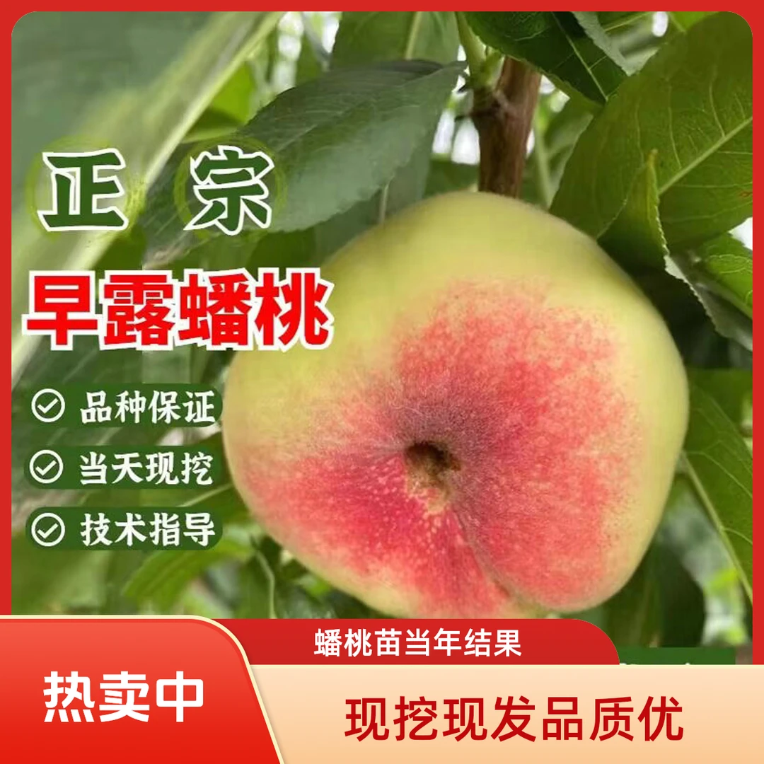 蟠桃树果苗南北方庭院地栽种植特大果树苗盆栽嫁接活苗当年结果