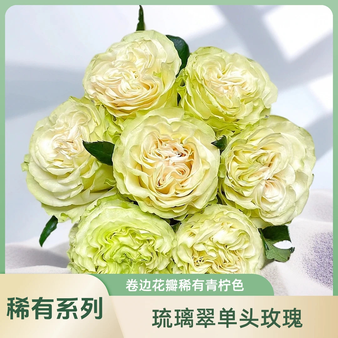 【AAA琉璃翠单头玫瑰】翠绿香槟淡粉三色混搭色，卷边花型时尚又高级