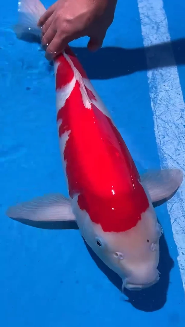 锦鲤进口血统精品锦鲤红白大正