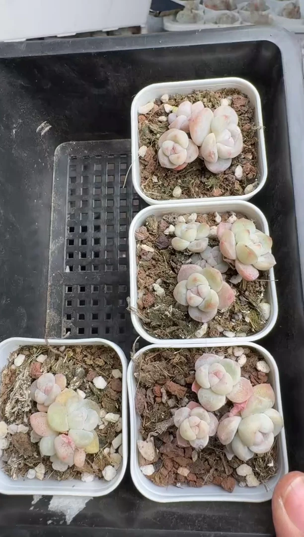 【闪购商品】235号到手1框--江北多肉