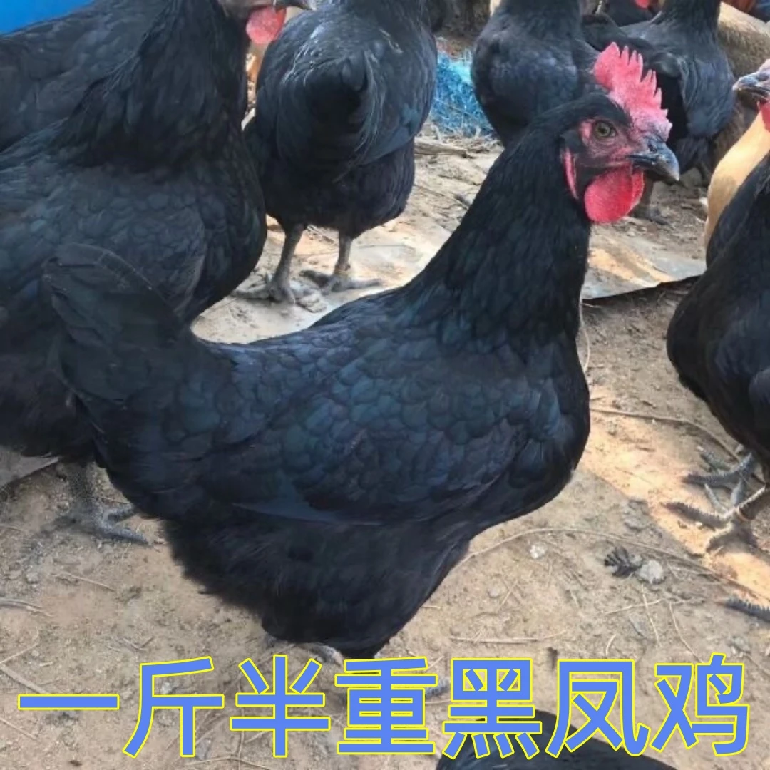 【鸡场直发】一斤半重宠物鸡黑凤鸡鸡农家散养土鸡
