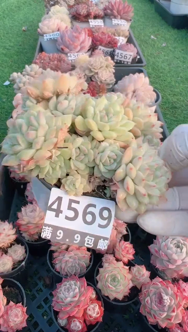 【闪购商品】信福多肉一物一拍