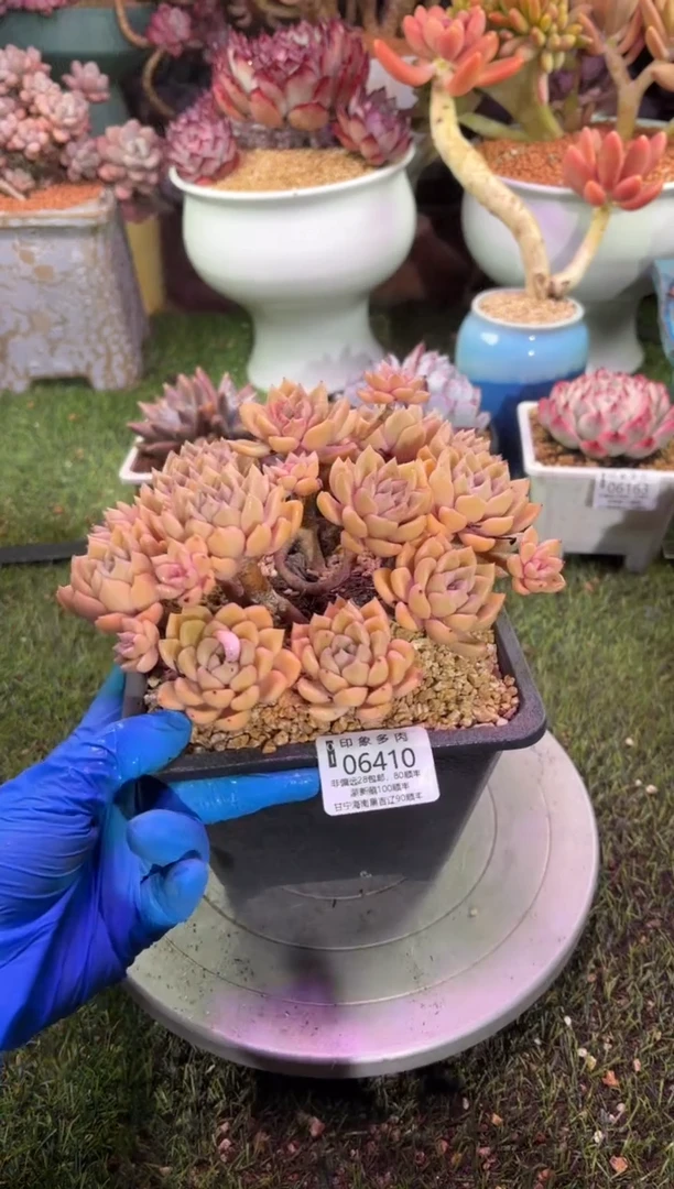 【闪购商品】06410