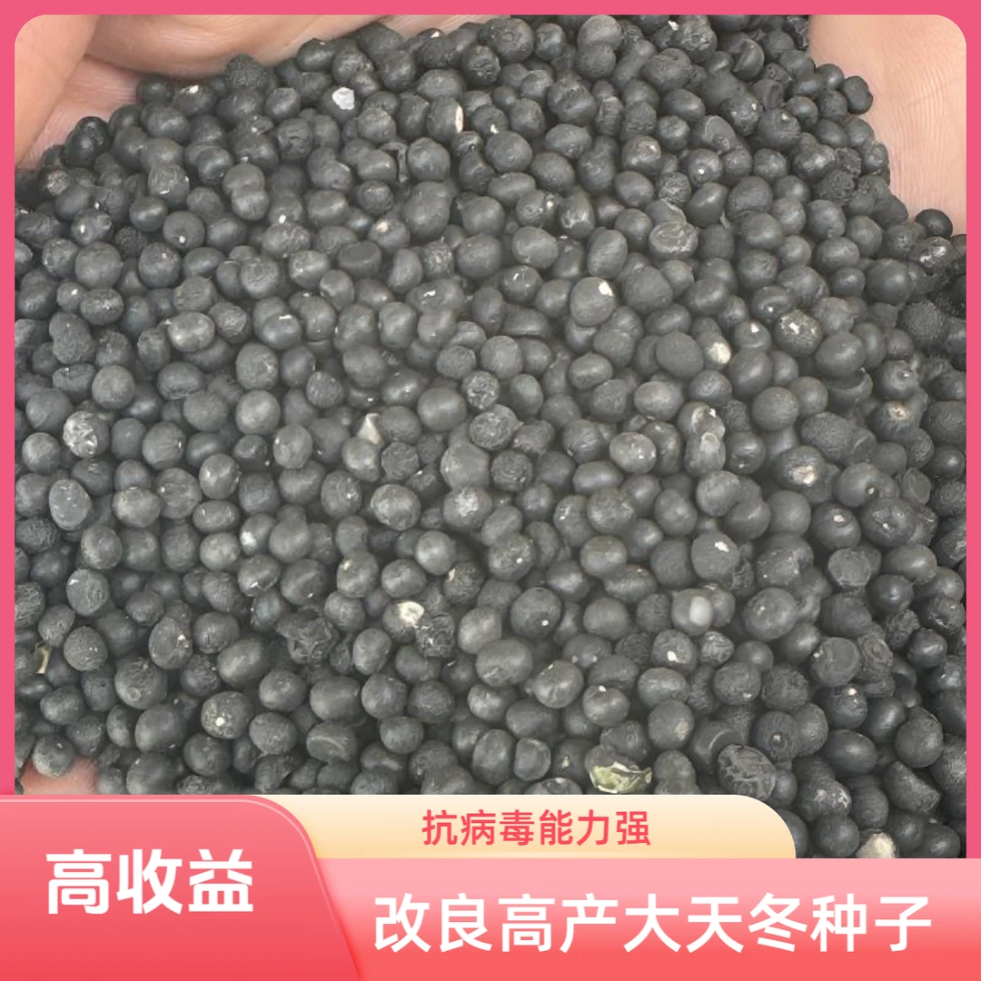 改良高产大天冬种子草籽大通草天门冬川天冬种子送育苗技术资料