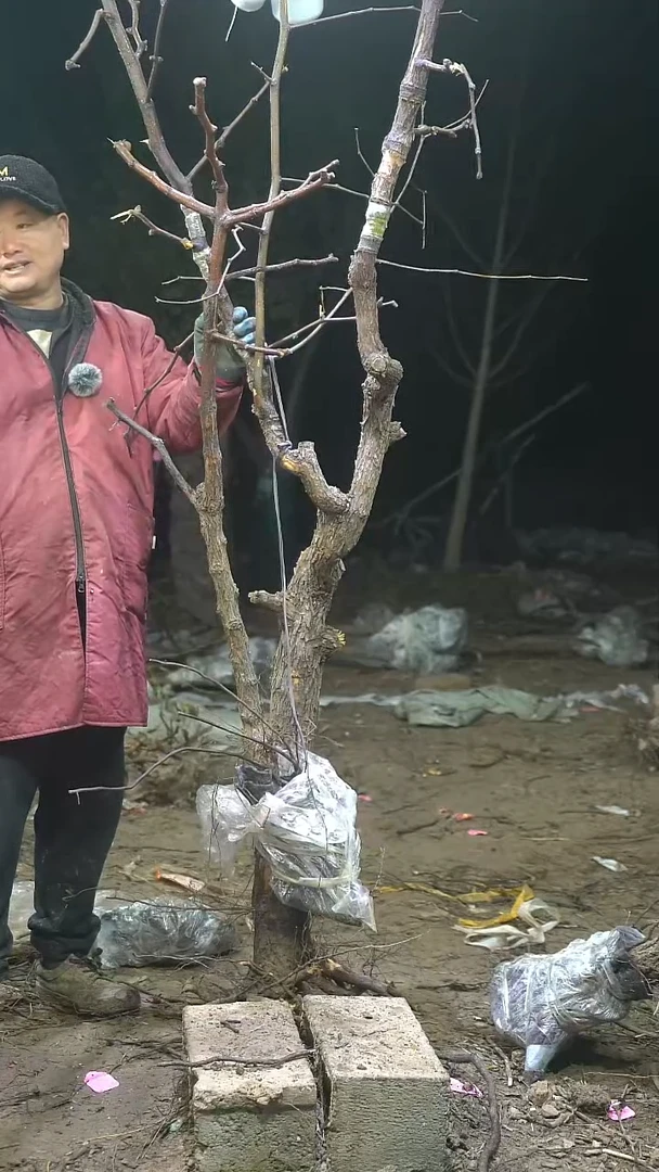 完全开放枣树071