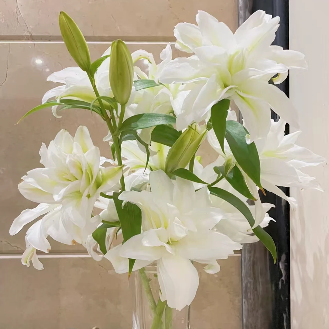 莫妮卡 白色重瓣百合花苞微熟发货 任意2单顺丰/德邦云南鲜花
