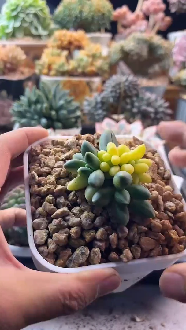 无花朵8.19-26千代田锦缀