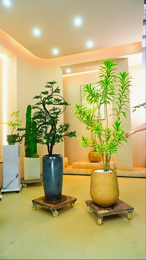 大部分开放少量花苞z**哥小叶紫檀