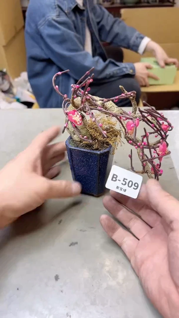 【闪购商品】瓷片509  聚宝缘  二号店