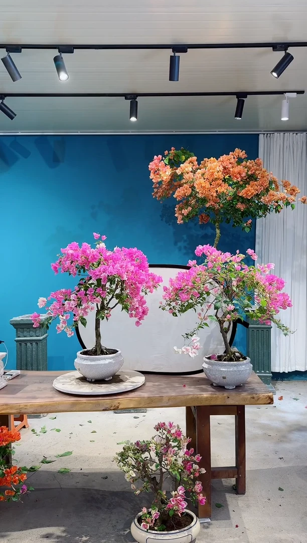 无花朵张*丰广红樱三角梅