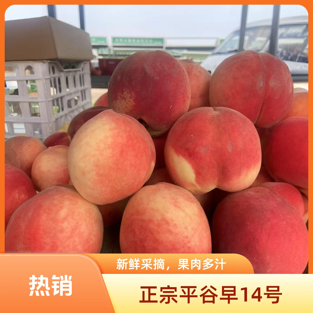 正宗平谷离核顺丰大桃 嘎嘎脆甜 现摘现发 顺丰包邮 坏果包赔