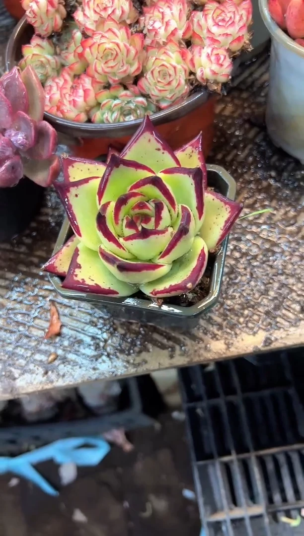 飞*多肉植物一物一拍03510