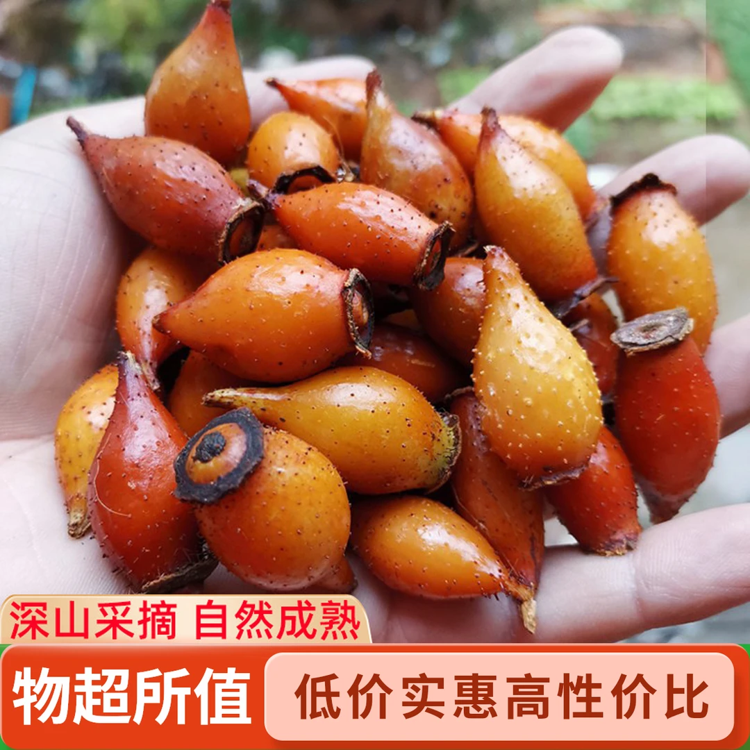 当季新鲜野生金樱子深山采摘-适合泡酒泡水泡茶