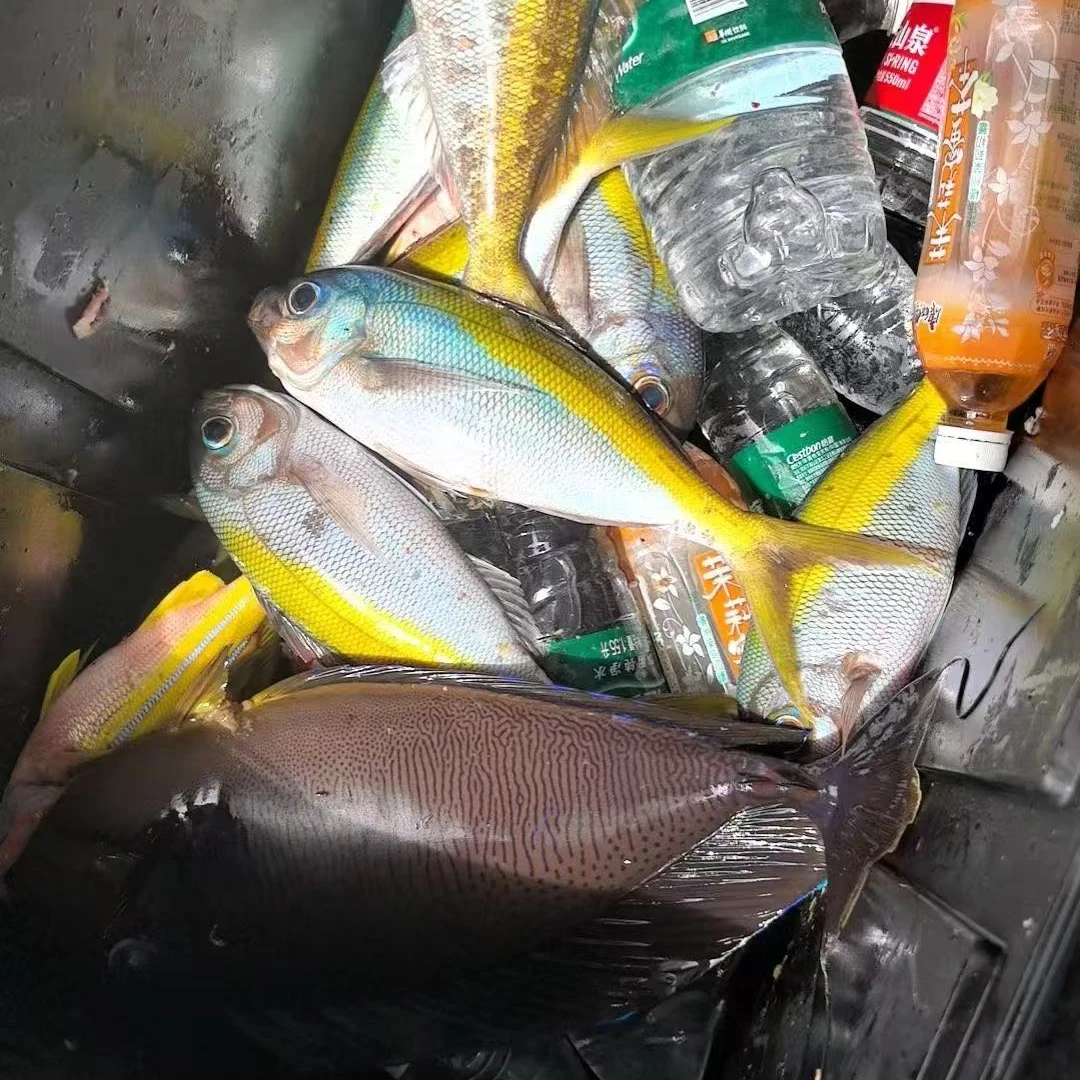 深海海钓小杂鱼格力
