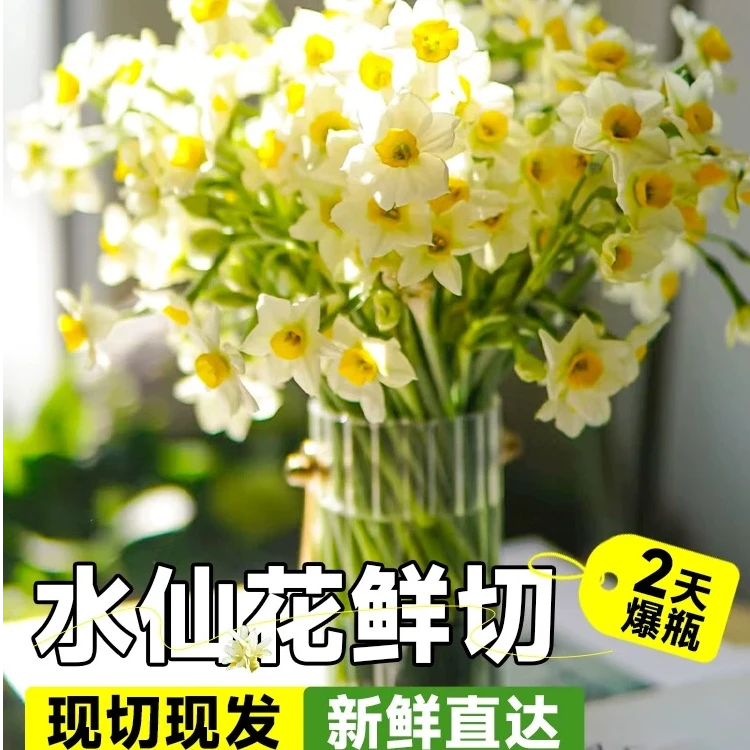 【漳州市花】漳州水仙花鲜切花 给水就开 满屋飘香 现栽现发