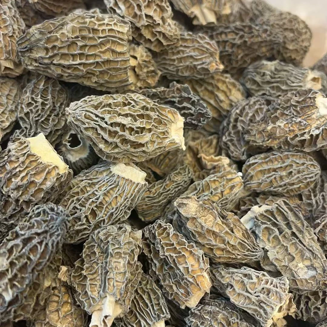西藏 小野羊肚菌