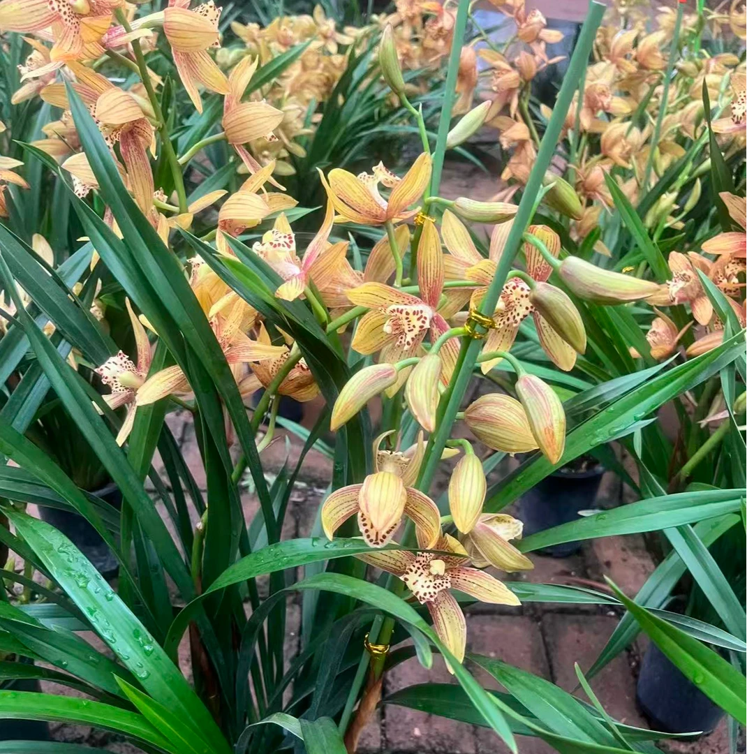 【秋香】建兰盆栽浓香适合阳台绿植高级室内正宗兰花兰花草兰花盆栽