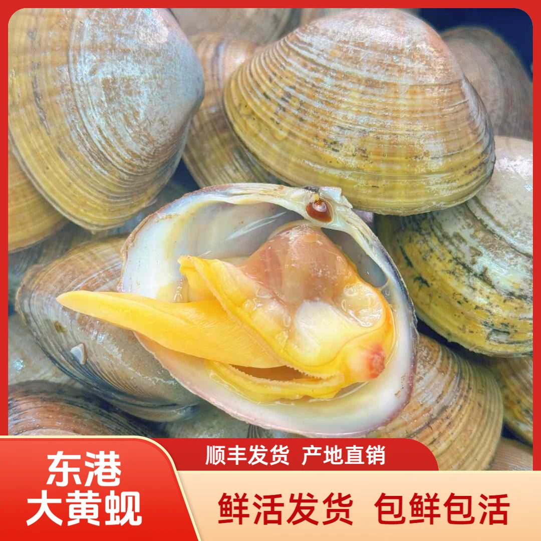 【包鲜包活】丹东东港鲜活大黄蚬子90%无沙源头顺丰20-25个/斤