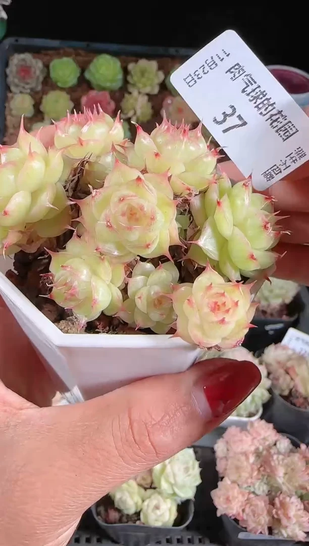 1123-37群生不包整