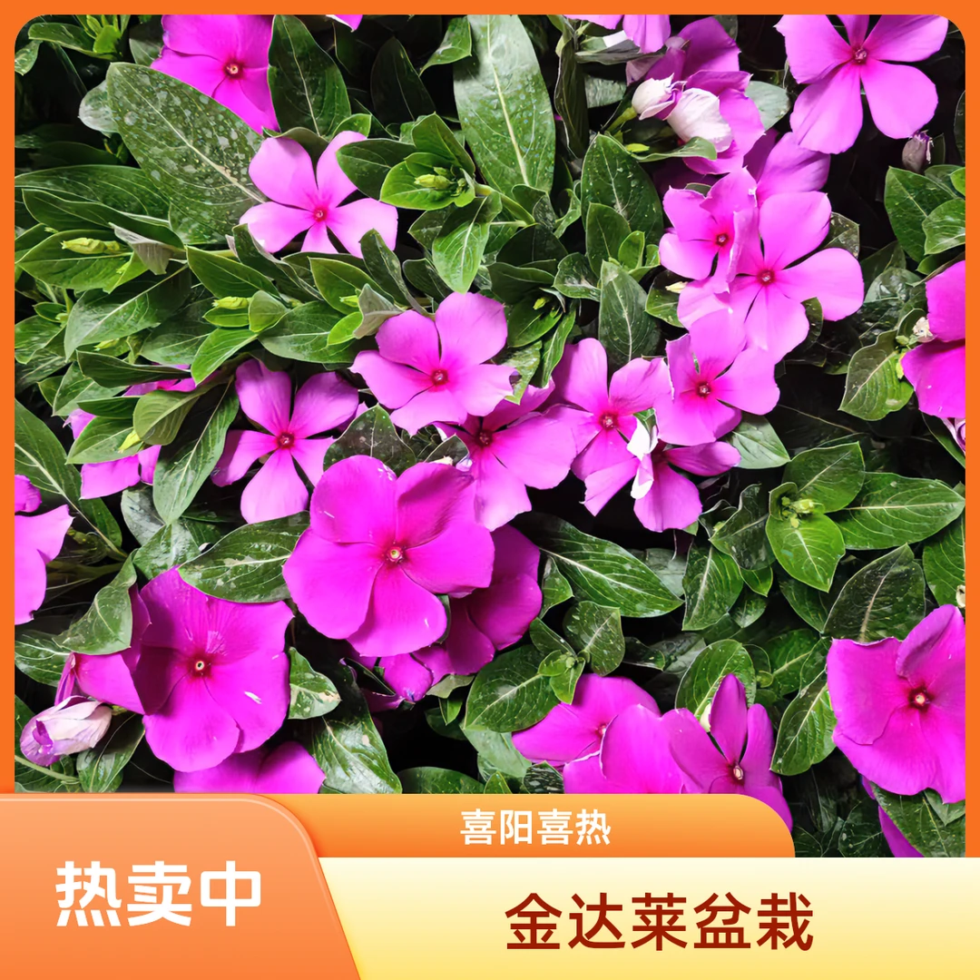 【一物一拍】天天开金达莱盆栽发货喜阳喜热备注春夏养护夏夏季
