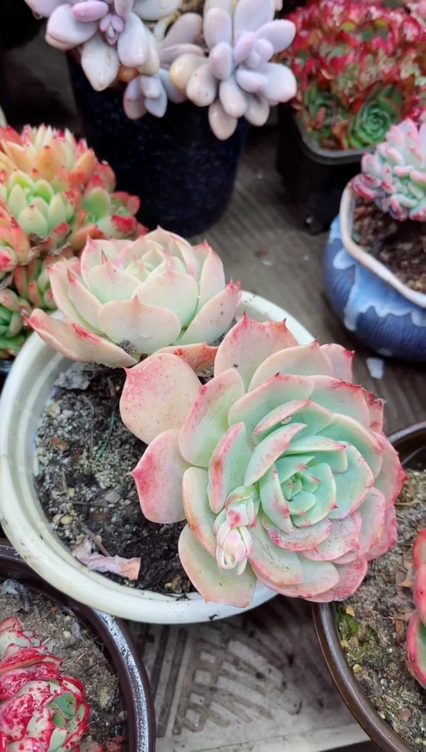 【闪购商品】10050