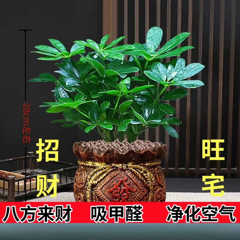 八方来财盆栽鸭脚木盆栽四季常青桌面吸甲醛花卉盆景发财树盆栽