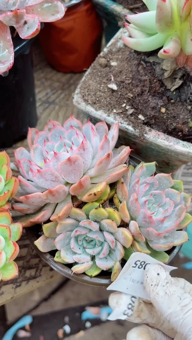 铱*28086多肉植物一物一拍