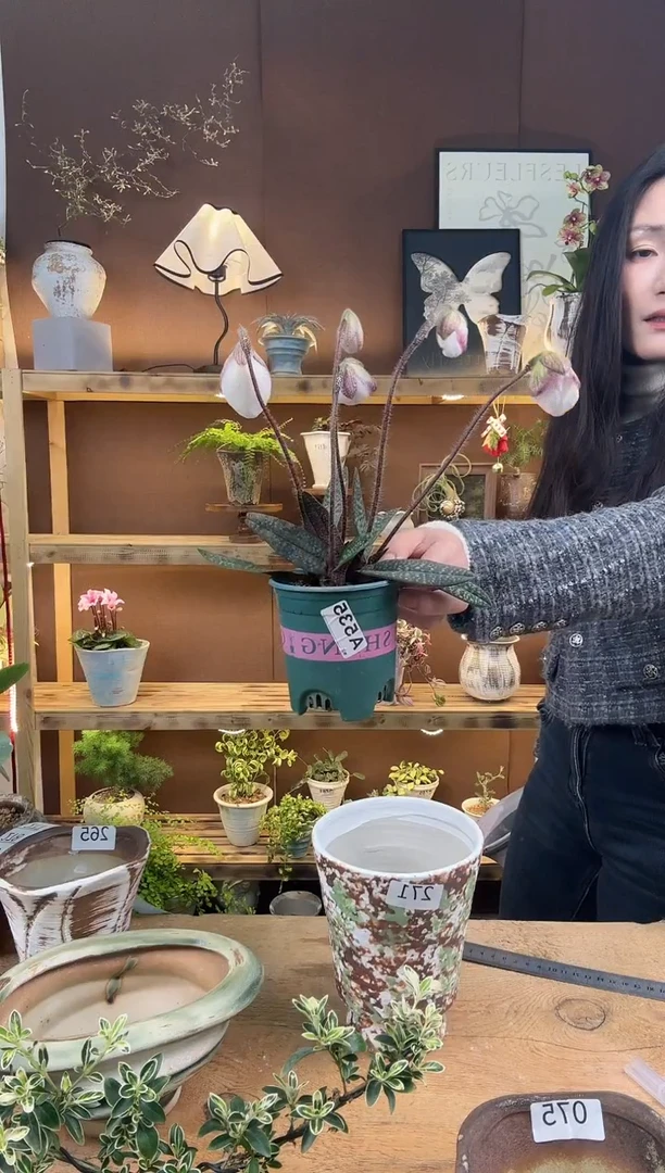 无花朵y**ㅤ535玉女兜兰育苗盆