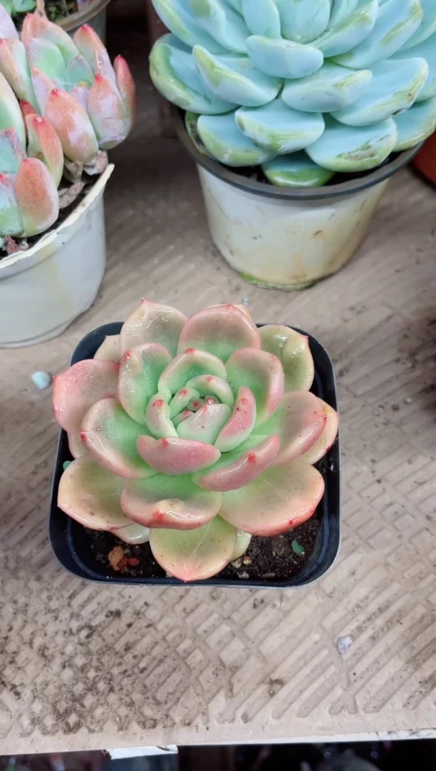 蔷**院21030多肉植物一物一拍
