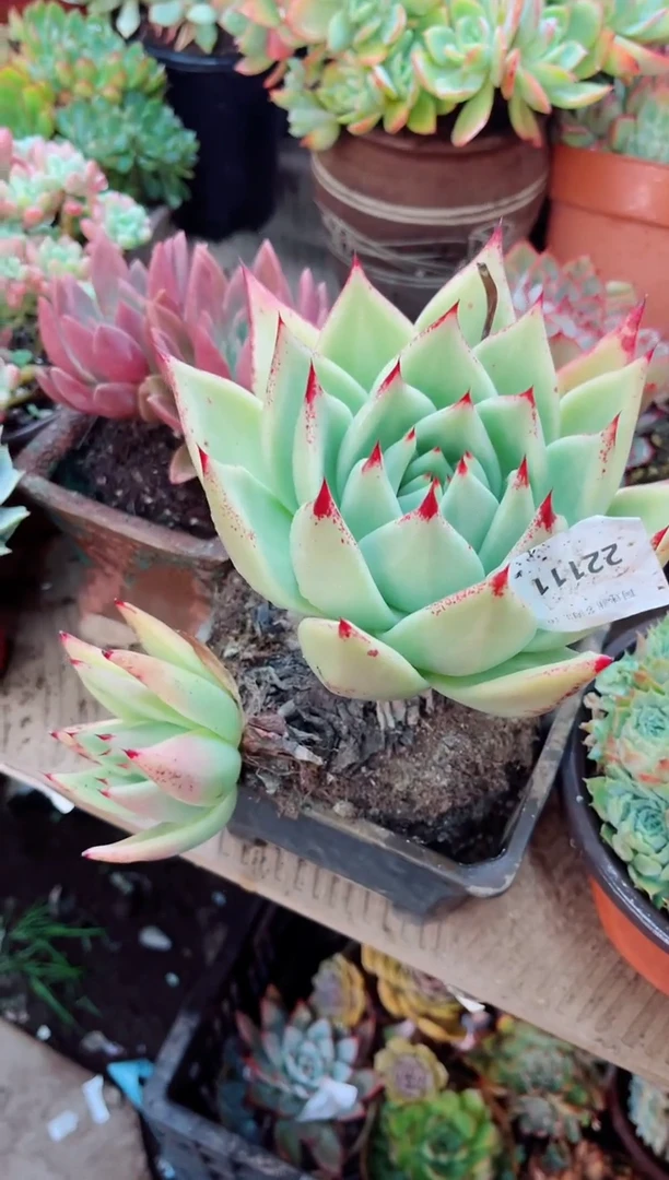 你*逗22112多肉植物一物一拍
