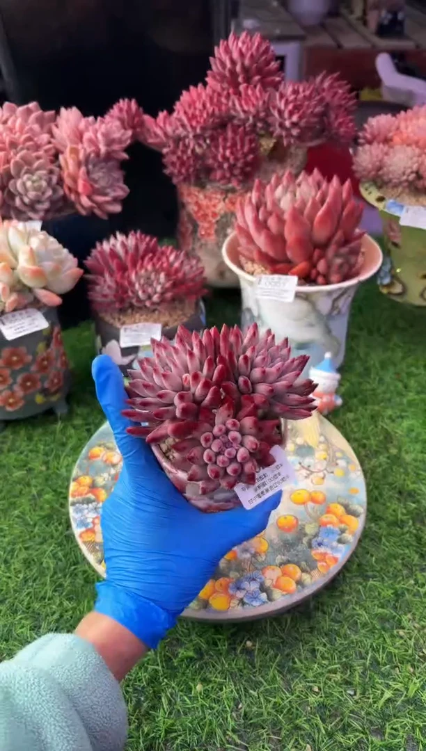 昆明印象多肉0020