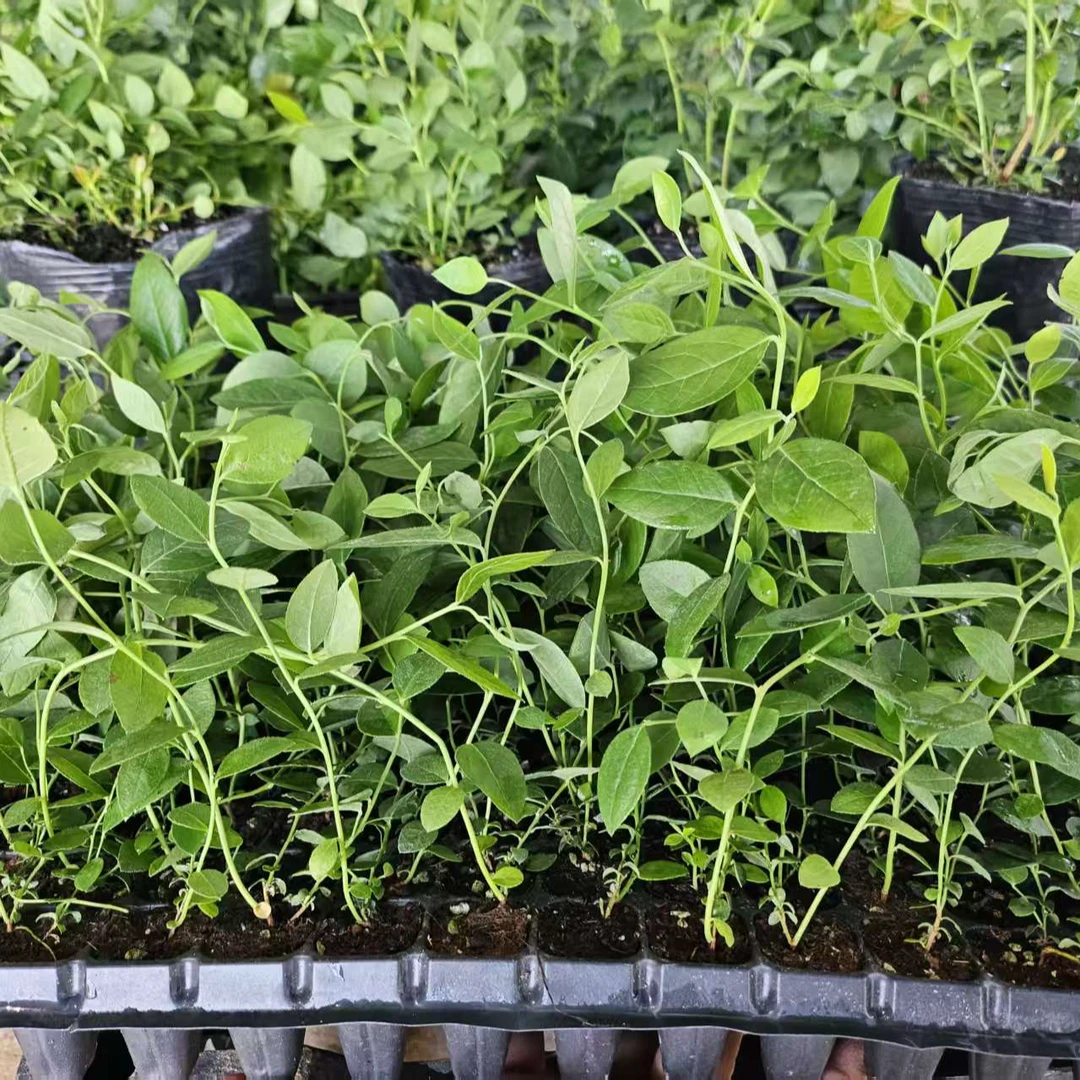 组培蓝莓苔藓苗早熟特大果脱毒花香25薄皮纯甜无酸阳台果树盆栽苗
