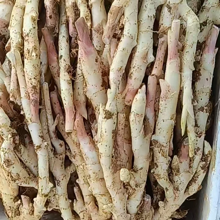 四川内江威远新鲜现挖醋泡红芽嫩仔姜食用蔬菜生姜泡仔姜3斤5斤