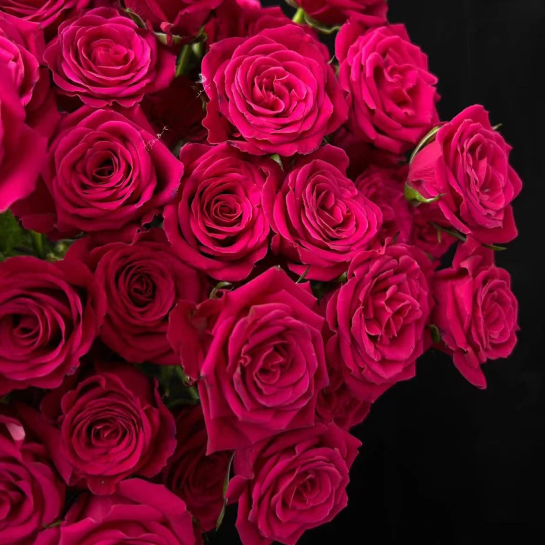 【一品花集】稀有【婚礼殿堂】多头玫瑰任意满一单包邮