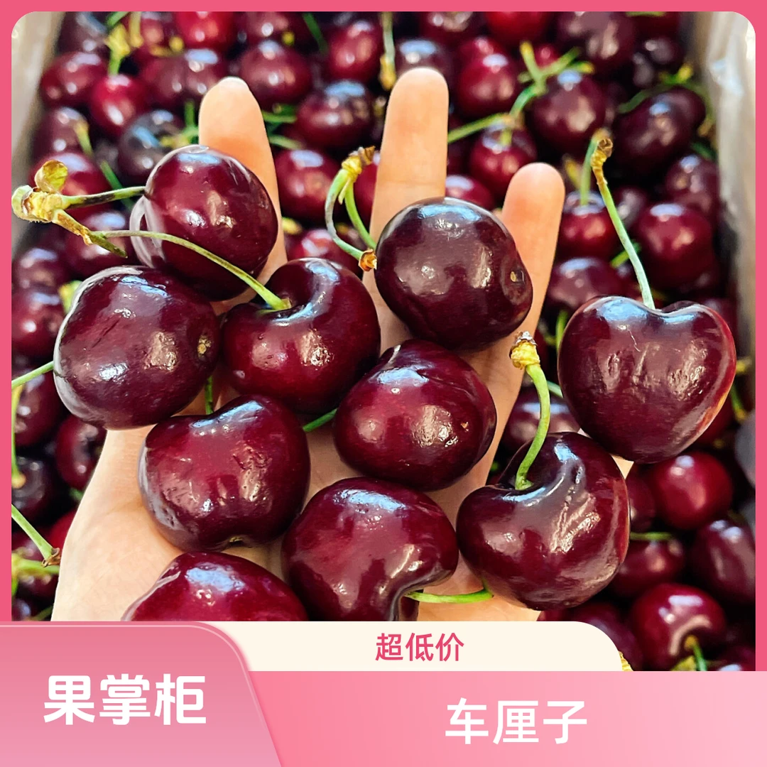 【4JD车厘子】桑缇娜（原箱5斤）海运内附果径卡，仅全宁夏可拍