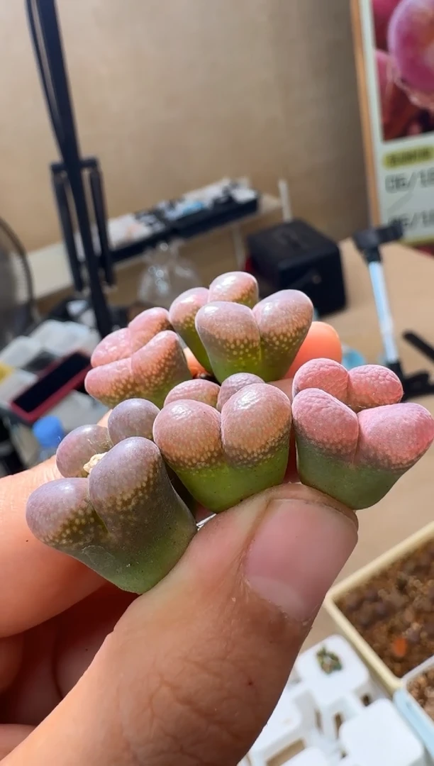 肉石头（25-31）1032一颗