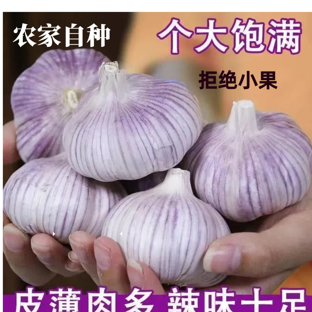 【特大果】山东金乡大蒜头5斤紫白皮蒜可种自种金乡自种大蒜3斤