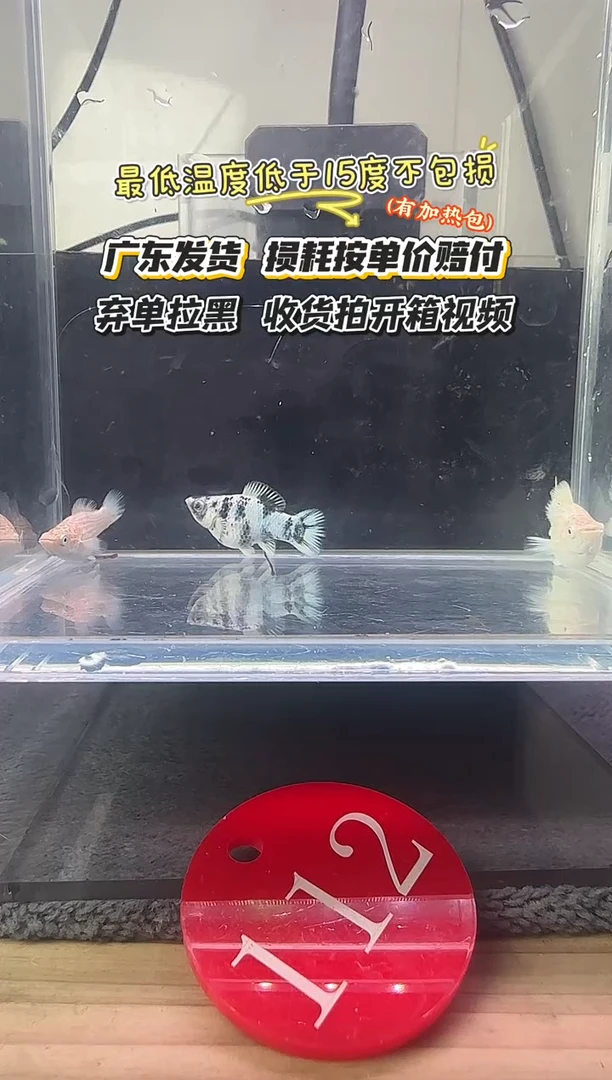 孔雀鱼112 玛丽苗三条