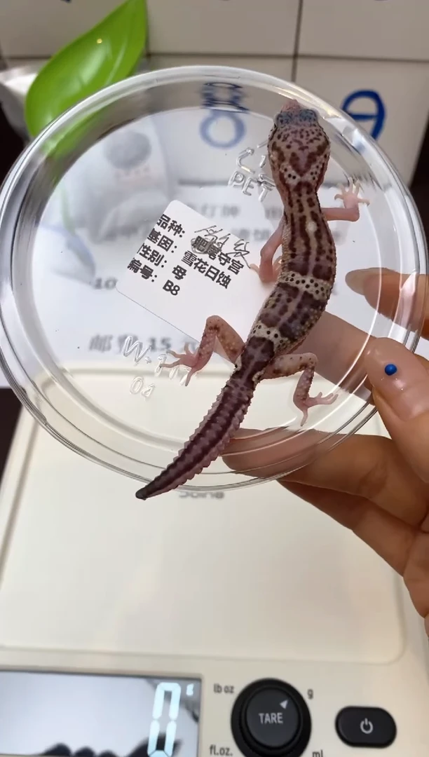 豹纹守宫Scale Tail 爬宠B8