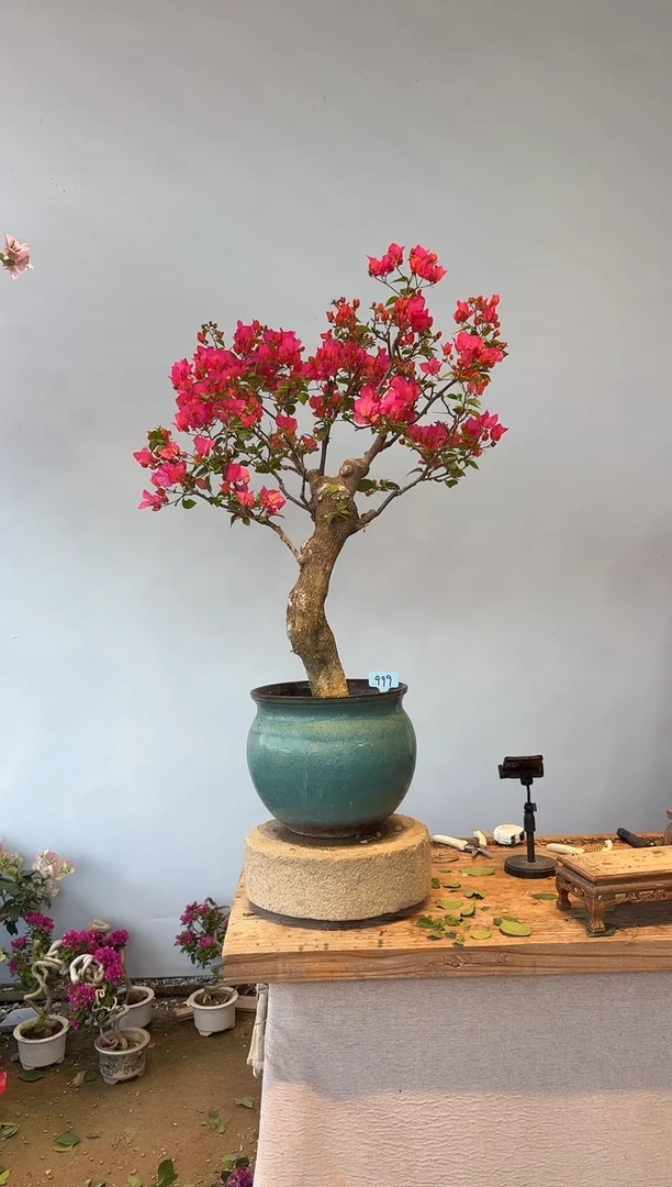 全部花朵龙*三角梅999