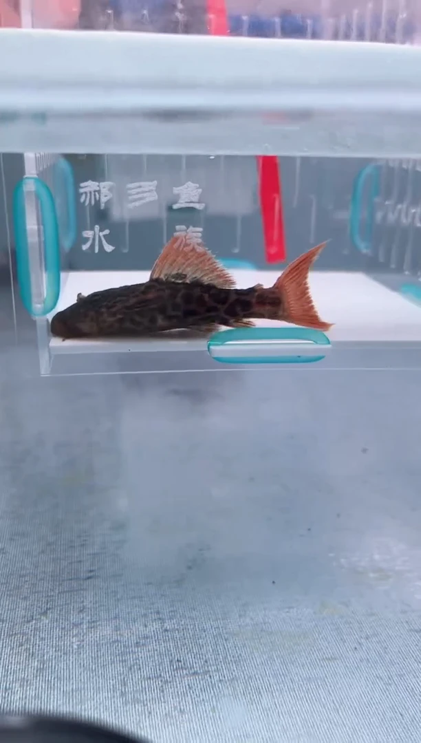 清道夫7不包入缸损102