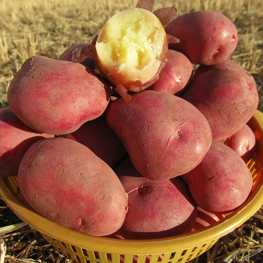 【展卉】四川凉山高地红皮小土豆3-4.5斤装新鲜