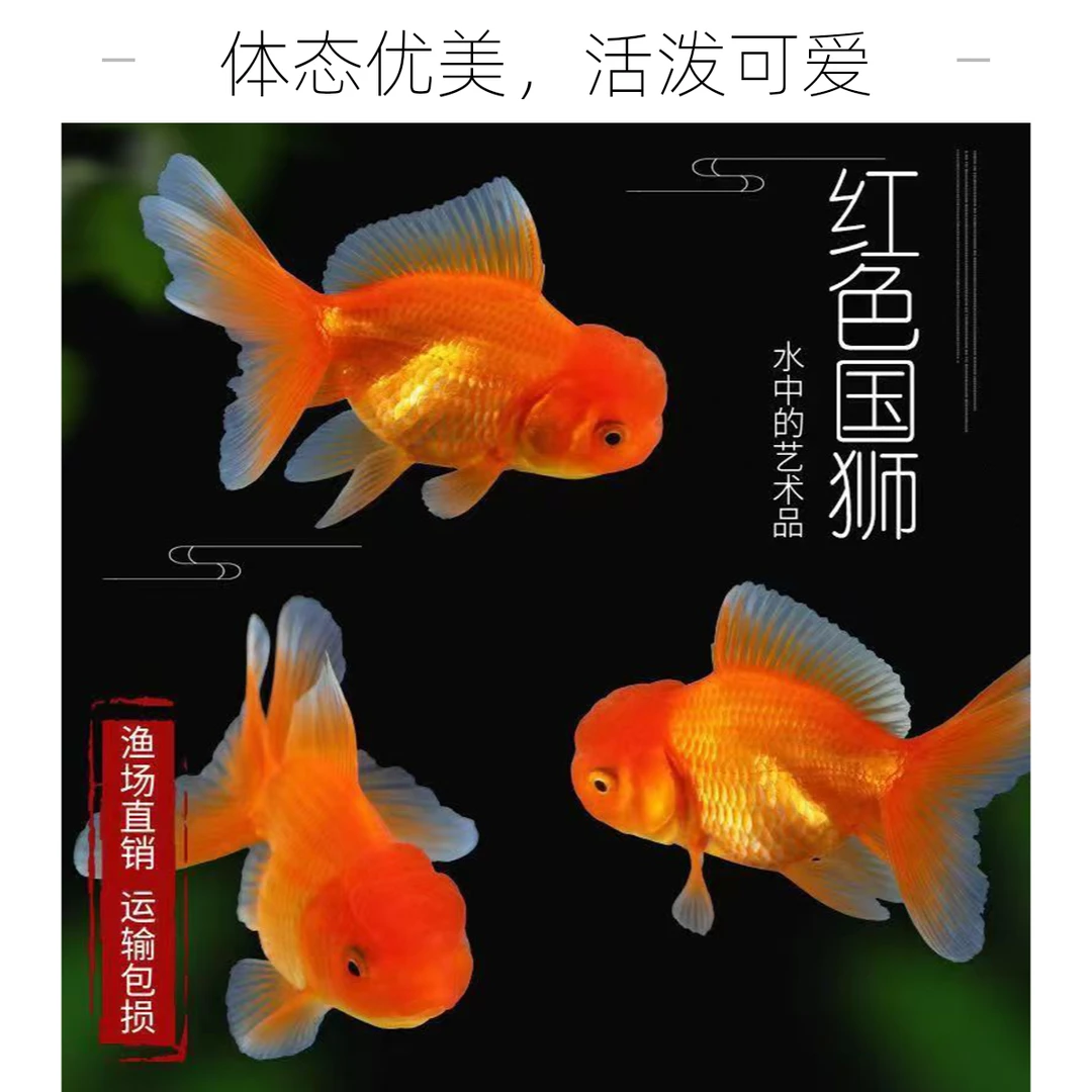 冷水观赏鱼金鱼鸿运当头红狮大眼睛鱼包邮好养小鱼鱼好养耐活淡水