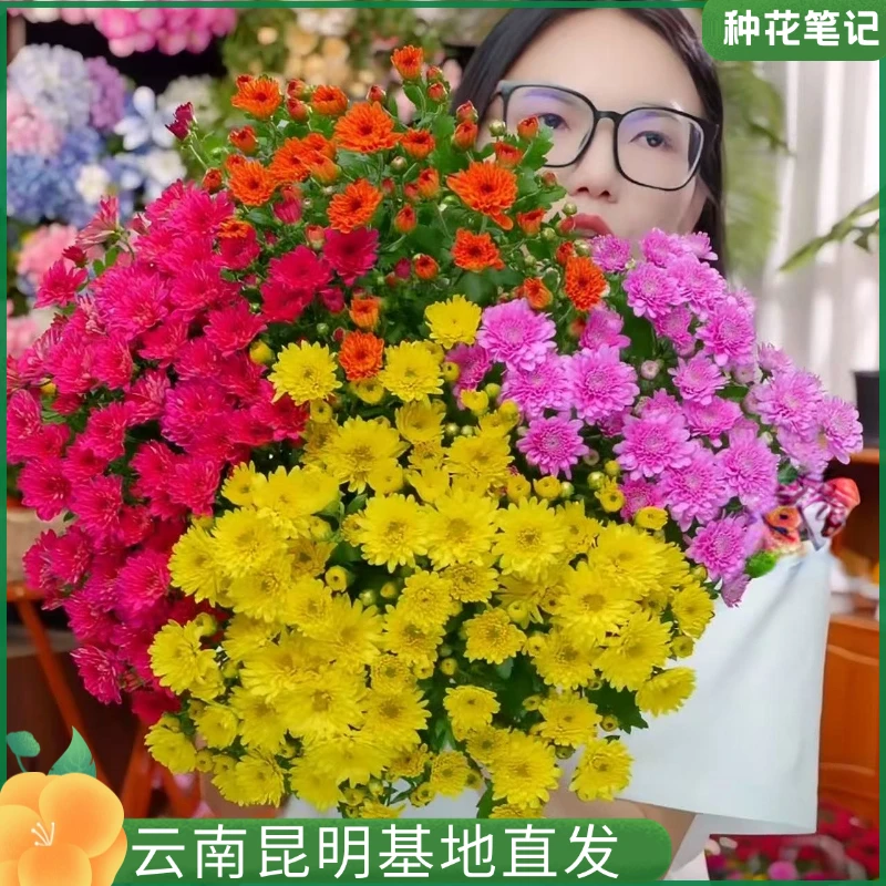 【混色球菊】球菊盆栽绿植北欧新手好养易活带花带花苞多季开花
