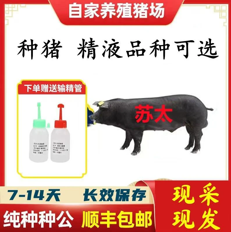 【苏太】正宗跑山黑猪种猪精液贵州生态养殖输精管猪用耗材母猪配窝