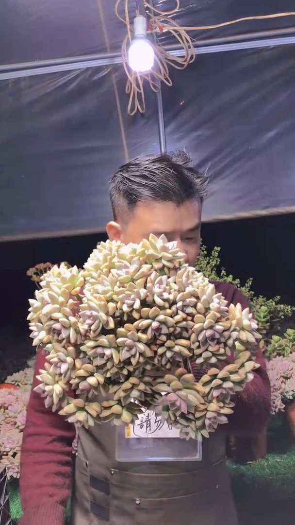 191淡雪缀化一物一拍