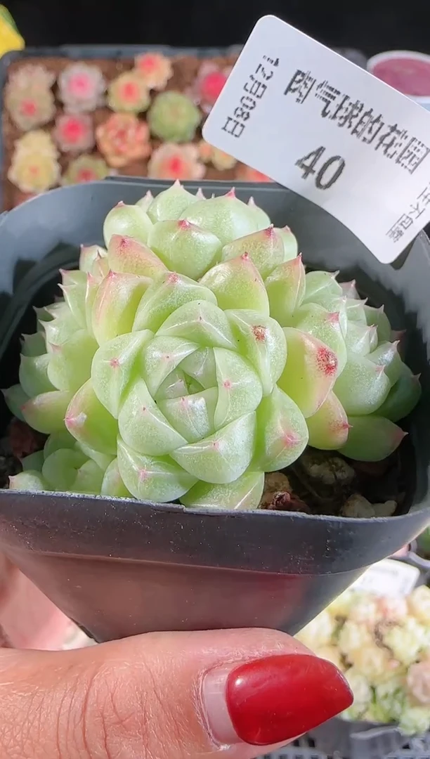 1208-40多肉群生不包整