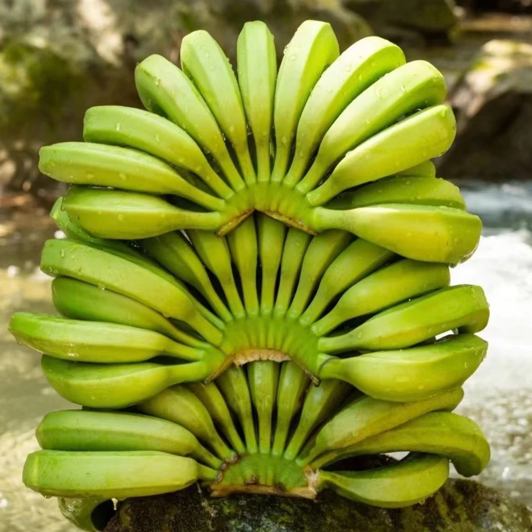 广东青皮香蕉 新鲜现发 不催熟不水洗不泡药 青皮发货